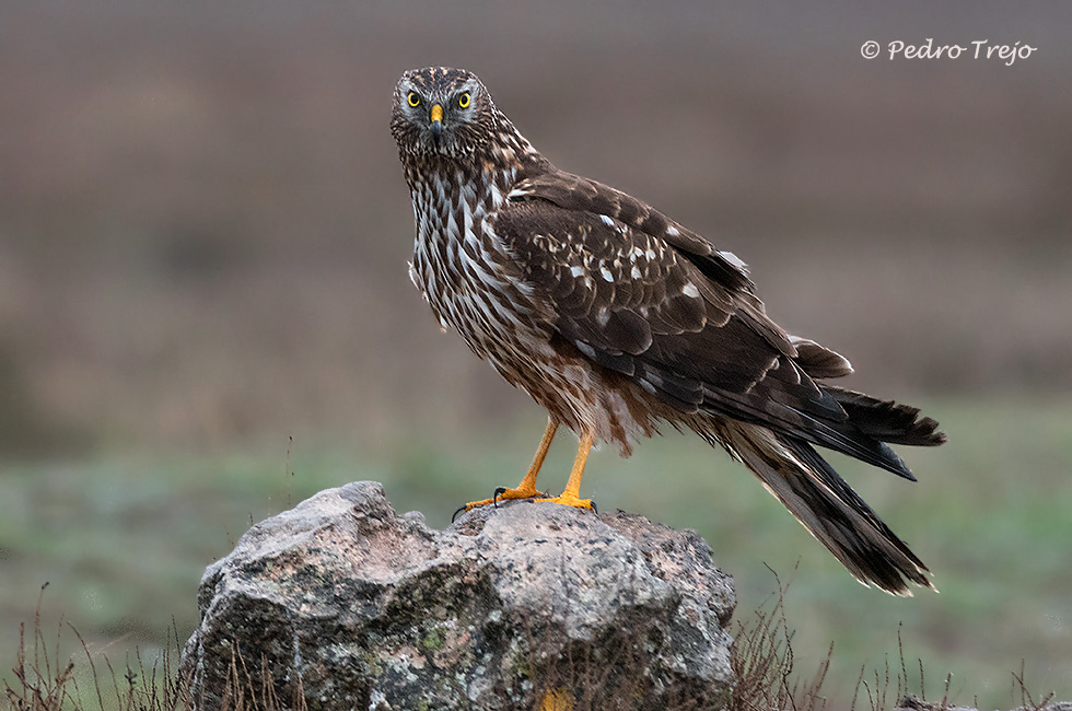 Aguilucho palido (Circus cyaneus)